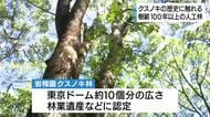 樹齢100年以上のクスノキ林　静岡県南伊豆町で自然の雄大さと歴史の深さを学ぶ　東京大学樹芸研究所青野林