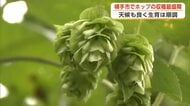 ビールの原料「ホップ」生育順調　国内有数の産地・横手市で収穫最盛期　秋田