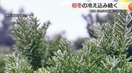 歩みの遅い秋から駆け足で冬が到来…大山山頂に「霧氷」 紅葉名所は台風の影響なくきれいな色づきに期待
