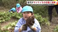 力を合わせて「よいしょ」　園児がサツマイモの収穫に挑戦　助っ人はおじいちゃんとおばあちゃん　秋田市