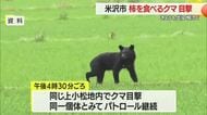 各地でクマの出没相次ぐ…米沢市で柿の木に登るクマ　川西町・鶴岡市・飯豊町でも目撃　山形