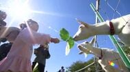 餌やり楽しメェ～　秋晴れの下、坂井市の牧場でふれあいイベント　アイスクリーム作りや獣医師体験も
