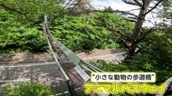 小さな動物を守れ！道路で分断された森をつなぐ歩道橋「アニマルパスウェイ」“豊かな環境を未来へ”と奮闘するヤマネ研究者