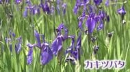 例年より早くカキツバタが見頃　高貴な紫色がコイノボリが泳ぐ中、咲きそろう【新潟・柏崎市】