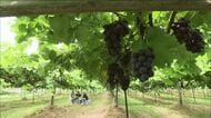 秋の味覚ブドウ狩りスタート　福島・郡山市の農園で旬の味覚味わう　オリジナル品種「あづましずく」