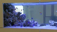 コロナ禍で『アクアリウム』人気【熊本】