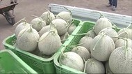 去年は2玉500万円今年は… 夏の味覚「夕張メロン」初出荷 25日初セリに 夕張市