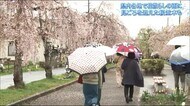 見ごろの桜も…花散らしの雨(福島県)