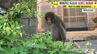 【サル被害拡大】ついに敷地内にも…「いつ・どこで・どんな行動？　正確な情報で対策を」　村はデジタル・AI活用した対策視野に【山形発】