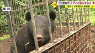 クマの目撃相次ぐ…前年比1.5倍　山菜採りで山に入った男性が右腕かまれ重傷　県内の人的被害は今年初【山形発】