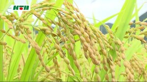 長崎県内の稲の作況指数は9月の登熟が進み改善 平年並みに