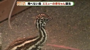 「ウリ坊」似? エミューの赤ちゃんが人気 SNSでも公開 静岡・富士宮市