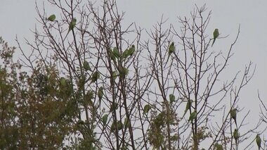 外来種インコの大群が住宅街に 大きな鳴き声に住民困惑
