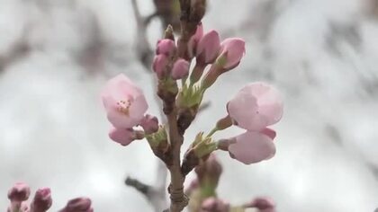 大船渡市　サクラ開花を宣言　独自設定の標本木に10輪　岩手県