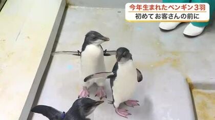 仙台うみの杜水族館でミナミイワトビペンギンのヒナ３羽がデビュー「よちよちしててかわいい」
