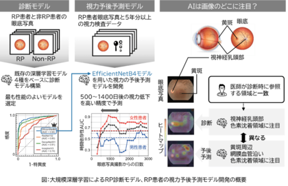 AIで網膜色素変性症患者の数年後の視力を予測ー眼底写真大規模深層学習モデルを利用した視力予後予測モデルを開発ー