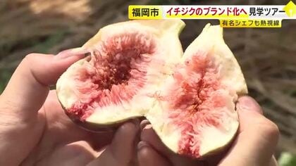内野地区の「イチジク」ブランド化へ　ホテルのシェフらが見学ツアー　脊振山系の水と豊かな自然で栽培　「新鮮なうちに届けられるのが一番の魅力」　福岡市