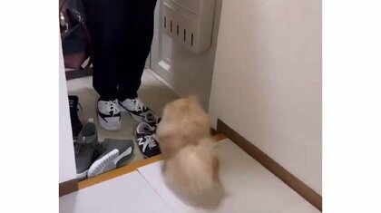 「最高のお出迎え」出張帰りのパパを歓迎する愛犬がくるくる回って大興奮！いつも全力なのか飼い主に聞いた