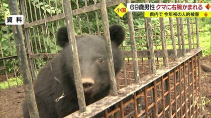 クマの目撃相次ぐ…前年比1.5倍　山菜採りで山に入った男性が右腕かまれ重傷　県内の人的被害は今年初【山形発】