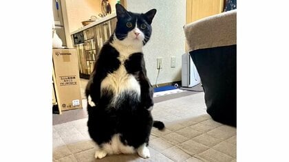 「人入ってる？」猫の“立ち姿”が安定感抜群で楽そう…どんな時に立つのか飼い主に聞いた