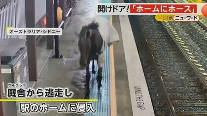 “ホームにホース”　競走馬が駅のホームに　ドア開くのを待っているよう…突然の出来事に乗客は後ずさり　オーストラリア