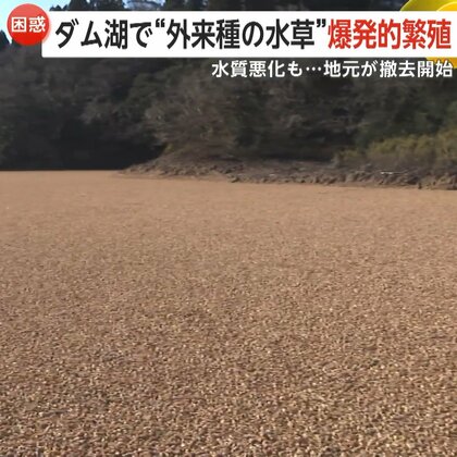 “厄介もの”特定外来生物「ボタンウキクサ」約2億1600万円かけて除去開始も…処分に課題「量が多いという一言に尽きる」　宮崎・小林市