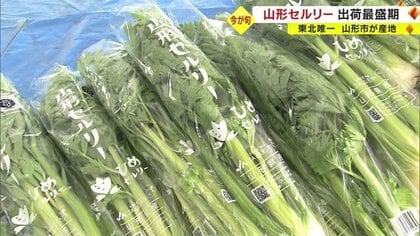 みずみずしくほのかな甘さ・独特のえぐみや苦み少なく柔らかい「山形セルリー」 春の出荷最盛期　東北唯一のセロリ産地【山形発】