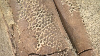 本邦初公開「恐竜のミイラ」に震え上がる…94億円をかけパワーアップした福井県立恐竜博物館がリニューアルオープン