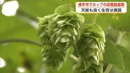 ビールの原料「ホップ」生育順調　国内有数の産地・横手市で収穫最盛期　秋田