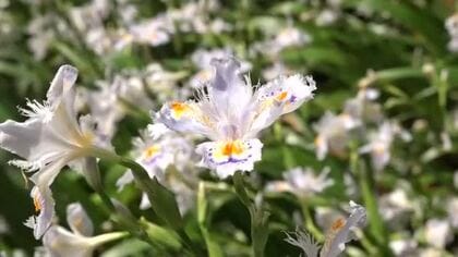 国吉城址の麓で「シャガ」の花が見頃　去年の倍ほどに広がり斜面を白く彩る　見頃は5月上旬まで　福井・美浜町