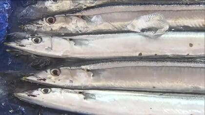 秋の味覚！サンマ　小名浜港に初水揚げ　福島県内でも本格的に　大ぶりで脂のりも抜群　食卓の主役に　