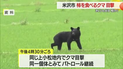 各地でクマの出没相次ぐ…米沢市で柿の木に登るクマ　川西町・鶴岡市・飯豊町でも目撃　山形