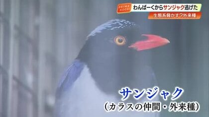 『わんぱーくこうち』から外来種・サンジャクが脱走！？扉すり抜け外へ、園が捕獲急ぐ