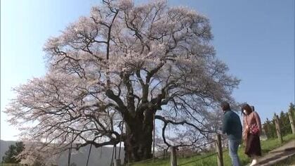 高台で約１０００年育つ一本桜の力強さに毎年訪れる人も感動…真庭市の「醍醐桜」満開に【岡山】