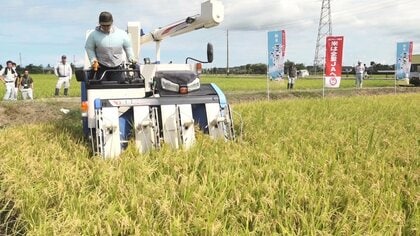 全国的に“コメ不足”の中…新米の季節到来！新潟県で極早生品種“葉月みのり”の収穫スタート「今年は順調に生育」