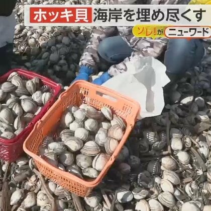 「ホッキ貝」“つめ放題”に住民殺到　フライ、炊き込みご飯、ボイルなど食べ方いろいろ！生食には注意　北海道・厚真町