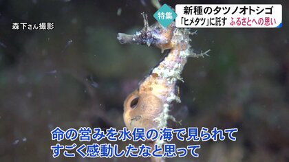 新種のタツノオトシゴは“再生”の証し 貴重な繁殖シーンをダイビングで観察「美しい水俣の海を知って」【熊本発】｜FNNプライムオンライン