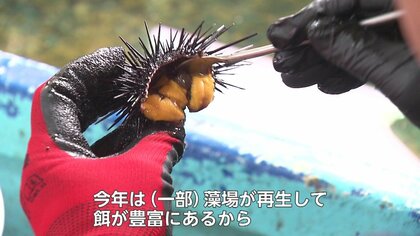 ガンガゼ大量発生でウニがピンチ 海藻を食い荒らされ“磯焼け” 海士漁師