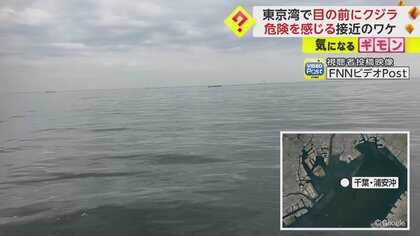 『クジラ乗り場はこちらです』 うぉっ！ 目の前だ！」東京湾上の船に体長10m級のクジラが接近