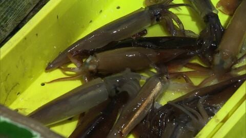 【不安の中で函館スルメイカ漁解禁】漁獲枠が”前年の3倍”に拡大も燃料代高騰に”ペンキやシンナーの価格急上昇”が追い打ち_イカ漁師は「去年の漁獲枠の問題以上」＜北海道＞
