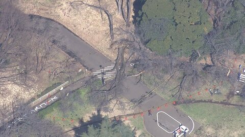 砧公園で倒木　70代女性が下敷きに　女性は病院搬送も軽傷　倒木の原因は不明　東京・世田谷区