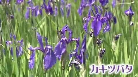 例年より早くカキツバタが見頃　高貴な紫色がコイノボリが泳ぐ中、咲きそろう【新潟・柏崎市】