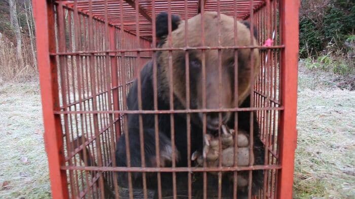 鉄製のわなが壊れてしまわないかと心配になるほど（提供：林会長）