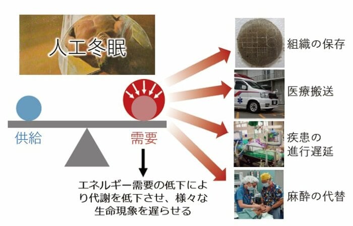 人工冬眠の活用(提供:筑波大学)