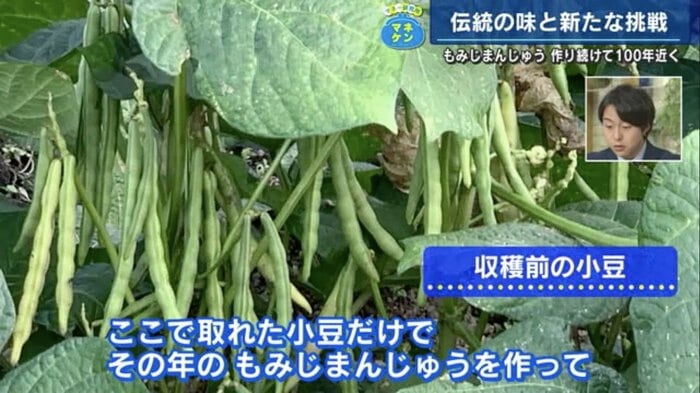収穫前の小豆