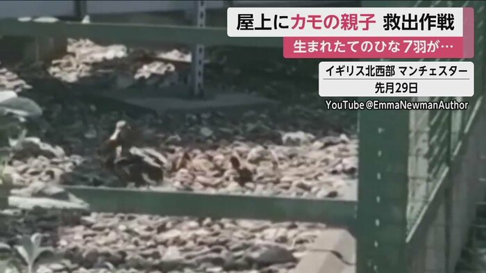 生まれたてのカモの親子が!