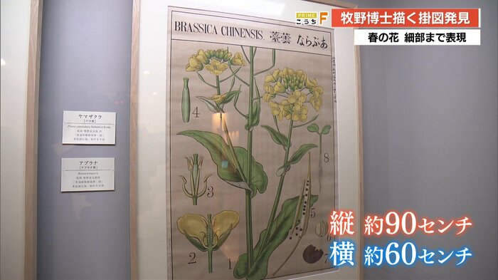 掛図は縦90cm・横60cm。明治時代の学校で黒板や壁にかけて使用された