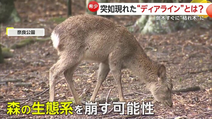 食べ過ぎで生態系に影響ががあることも(撮影:@igufoto)