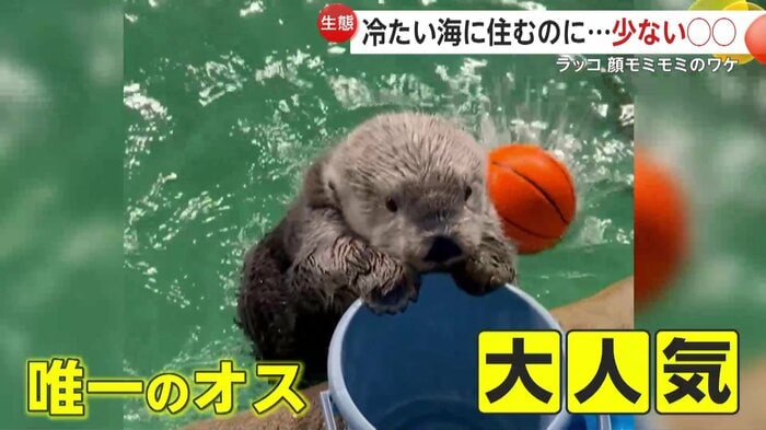 人気者のラッコのリロくん(映像提供:マリンワールド海の中道)