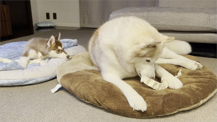 “兄犬”の背を見つめるマリアンちゃん(提供:ヴィヴィまりさん)